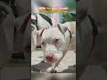 Millie and Joey s friends for the love of dog  milliebobbybrown joeysfrie #ytshorts#milliebobby