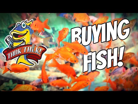 Ultimate Guide To Buying Aquarium Fish