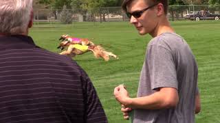 2018 AHCA National Specialty - Lure Coursing - ASFA Best of Breed by Afghan Hound Club of America 206 views 5 years ago 51 seconds