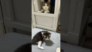 お引越しの続き　 #保護猫  #ママ猫  #赤ちゃん猫  #子ネコ