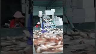 fish weight grader, fish weight sorting machine #fishmachine #fishprocessing #seafood #shrimp #fish
