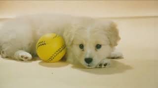 PUPPIES! KITTIES! BUMPIES!