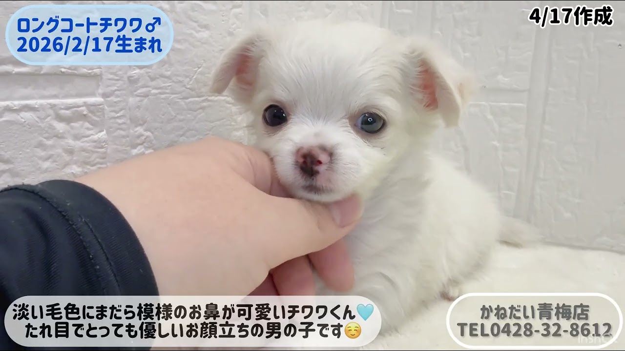 価格の安いロングコート・チワワ♂4/23写真更新☆【動画あり