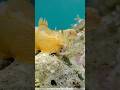 The nudibranch: a sea slug dressed like a neon fashion show. 🌊✨🐌