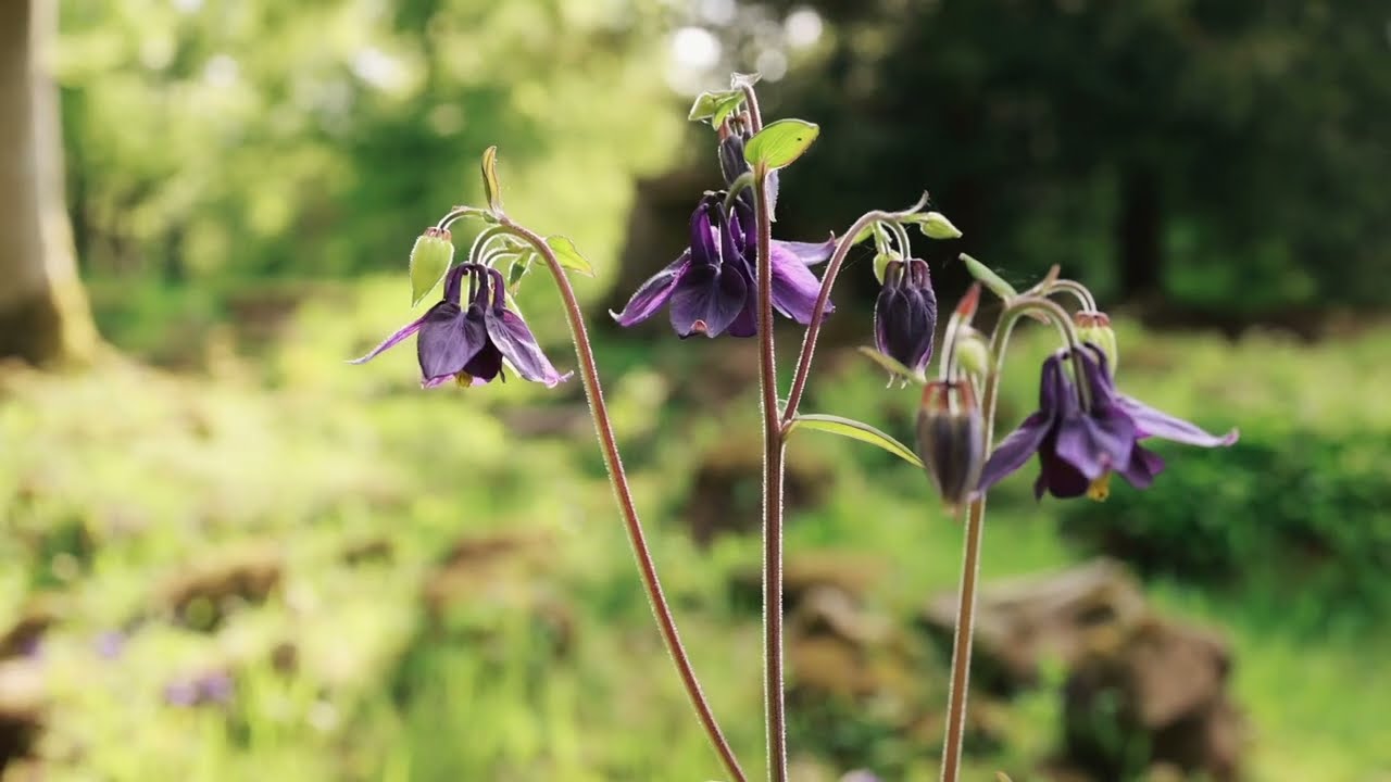 A tour around Lowther Castle Gardens with natural soundscape