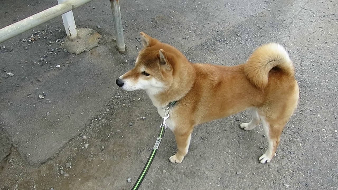 柴犬ポチの日常 番外編25 喉を鳴らして吠えるポチ Youtube