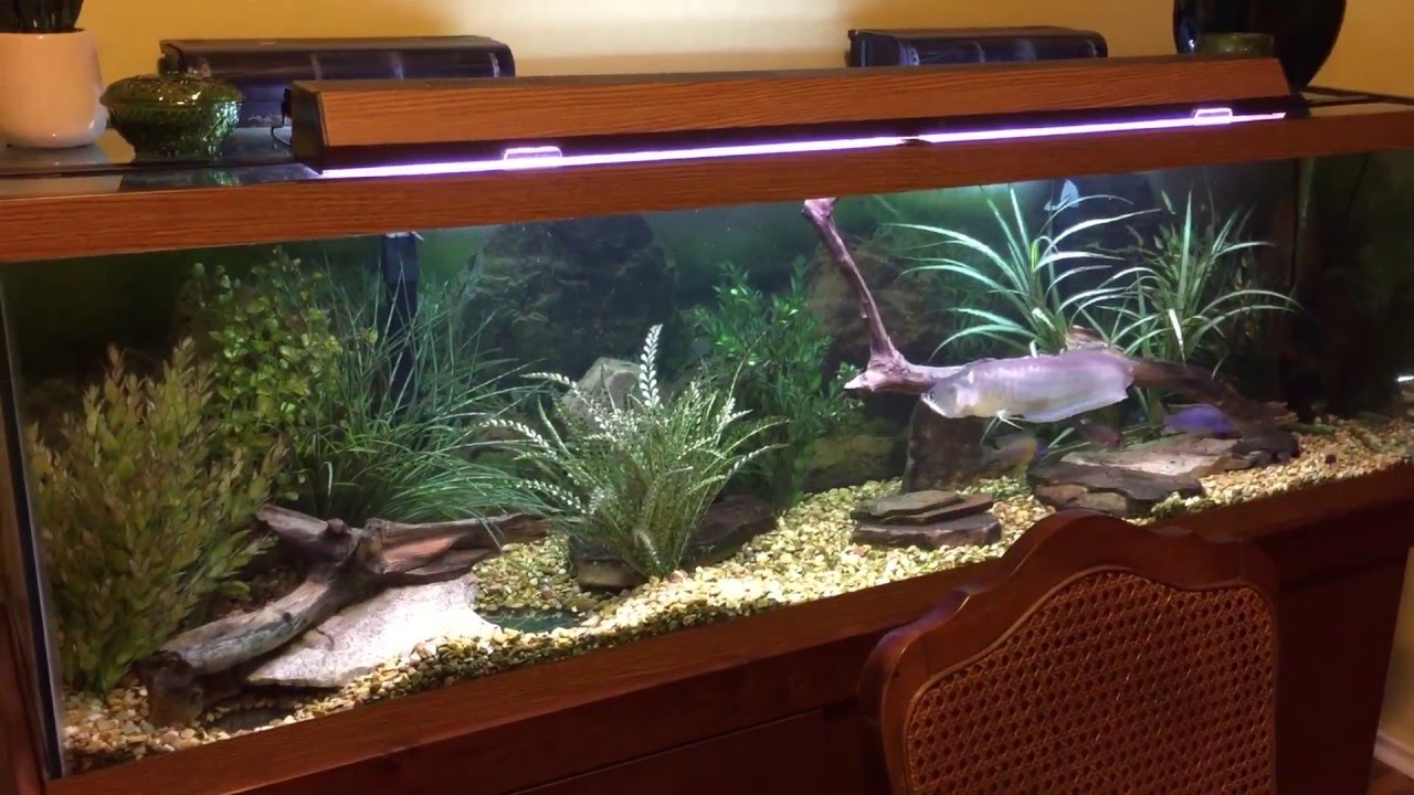 Strawberry Arowana Update Youtube