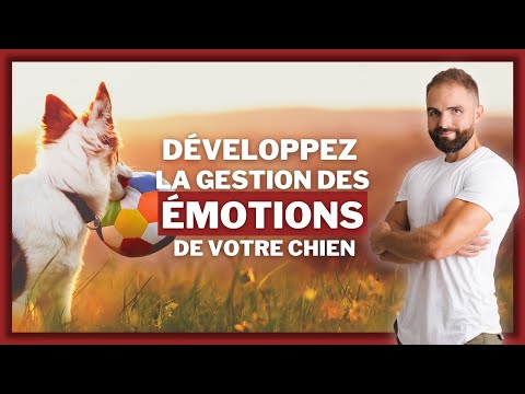 Vidéo: Pourquoi il est essentiel d'utiliser la bonne émotion lors de la formation de votre chien