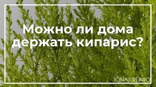 Можно ли дома держать кипарис? | toNature.Info Можно ли дома держать кипарис? | toNature.Info