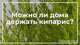 Можно ли дома держать кипарис? | toNature.Info