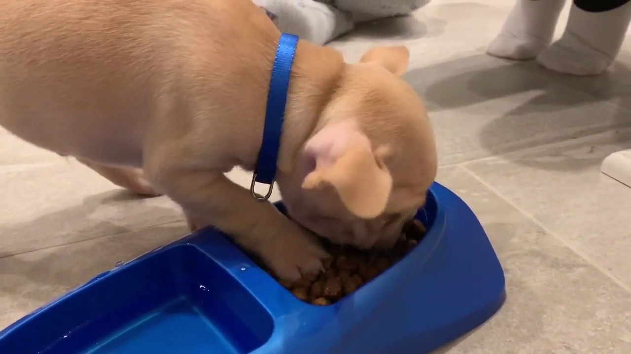 Best Puppy Dinner Ever YouTube best-puppy-dinner-ever-youtube