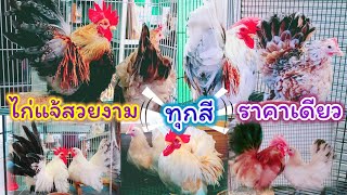 ไก่แจ้สวยงาม ทุกสีราคาเดียว จตุจักร 2 มีนบุรี