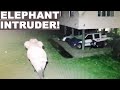 Elephant Breaks Into Family's Garden