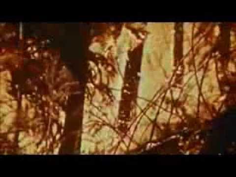 Recycled Language Video