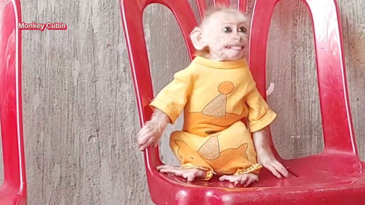 🌟 Отец отругал малыша-обезьянку Кубина за издевательства над котом! 😳🐒🐱