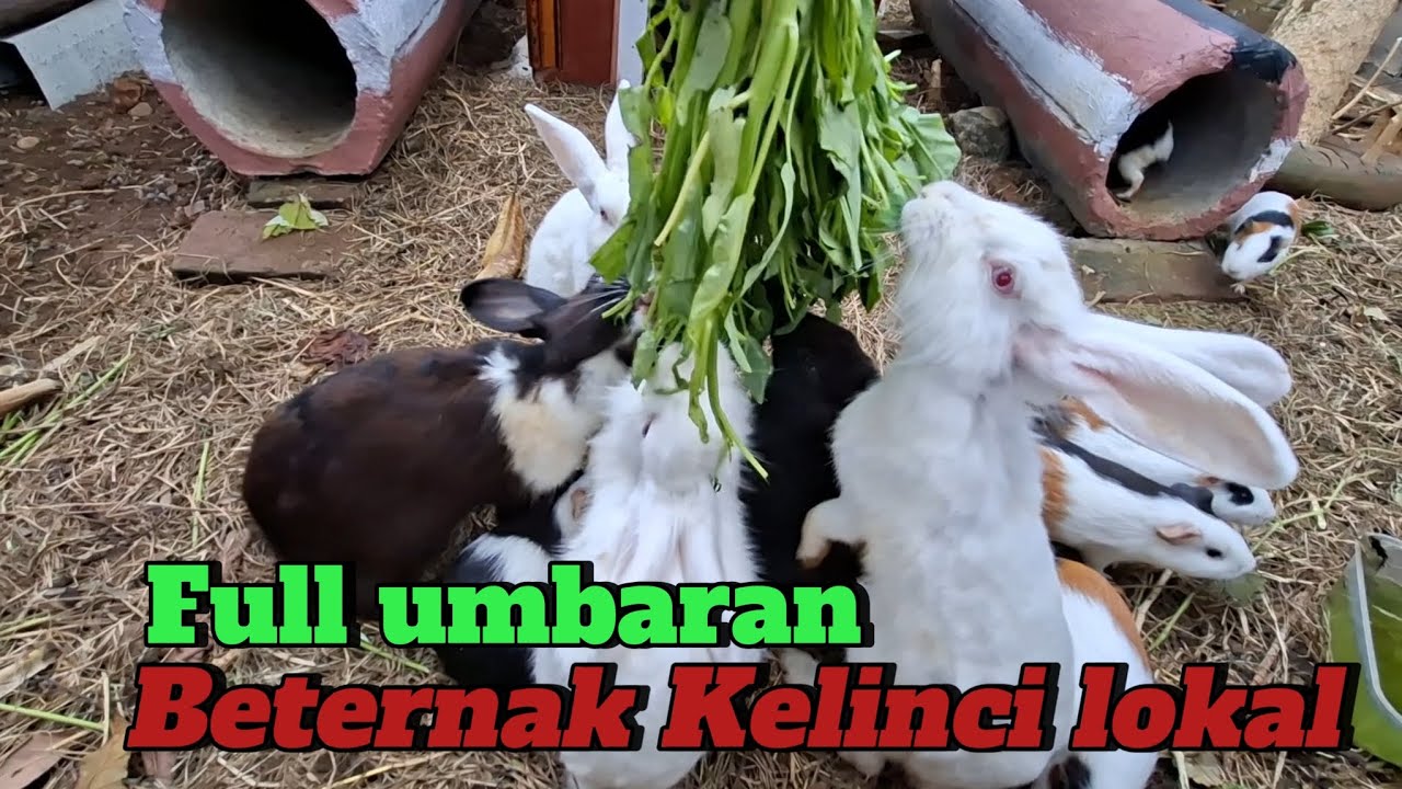 PEMULA WAJIB TAU‼️ CARA BETERNAK KELINCI KANDANG UMBARAN