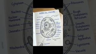 Human cell structure ।।a#biology #science #diagram #physiology #anatomy #education#10th #12thclass