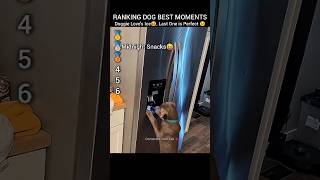 Ranking Dog Best Moment's - Doggie Love's Ice 😅😁