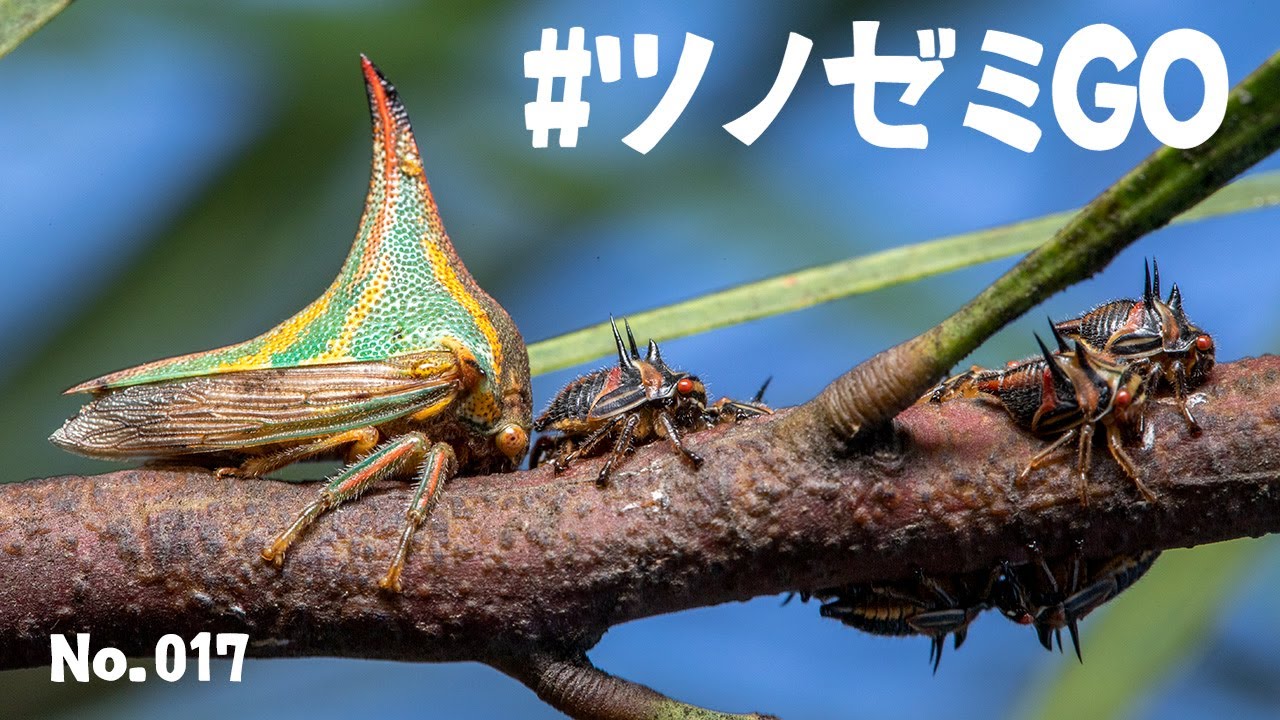ツノゼミGO - No.17 - Treehopper GO - YouTube