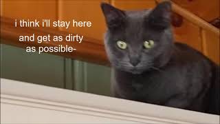 Korat Cat Refuses To Get Off Dusty Cupboard Without a Bribe by Talia the Korat's Corner 909 views 1 year ago 47 seconds