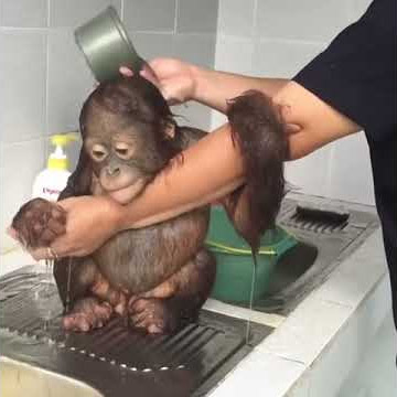 Baby Orangutan Gets a Bath - 985004