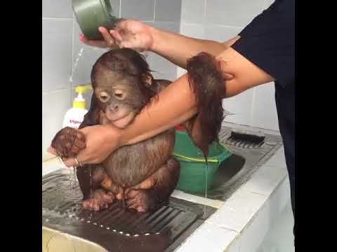 Baby Orangutan Gets a Bath - 985004