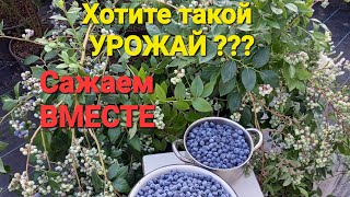 НЮАНСЫ посадки ГОЛУБИКИ, если хотите собирать ЯГОДУ. Опыт 8 лет