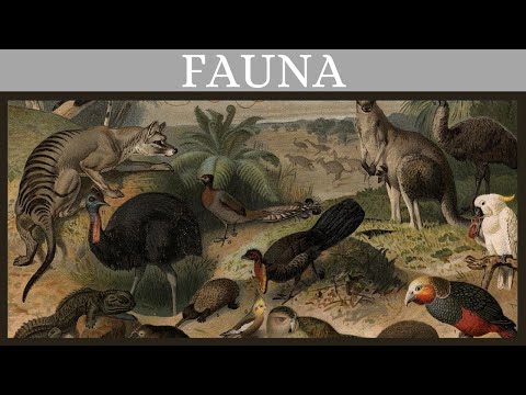 FAUNA का मतलब