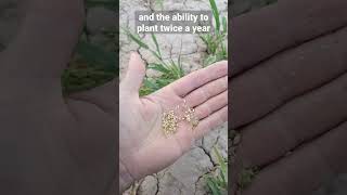 Pani Miliaceum , Proso Millet, Broomcorn Millet, Common Millet, Hog Millet, Kashfi Millet