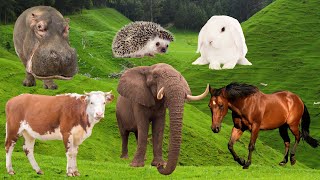 Herbivorous Animal Sound Synthesis - Cow, Rabbit, Horse, Elephant, Hippo, Hedgehog | Soothing Sounds screenshot 4