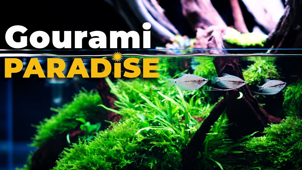 Goraa Fish Underwater PARADISE with Pearl GOURAMIS, Japanese RICE FISH and Boraras ...