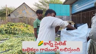 కార్న్ సైలెజ్ బల్లెకల్లు గ్రామంలో లభిస్తుంది9052554820/9035884004#corn sailage #adoni #dairyfarm