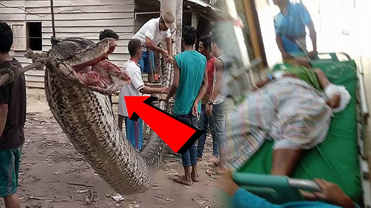 This man won a fight to the death against a python - YouTube