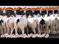 Cattle farming in Pakistan | Advice for new cattle business | Gulf cattle farm