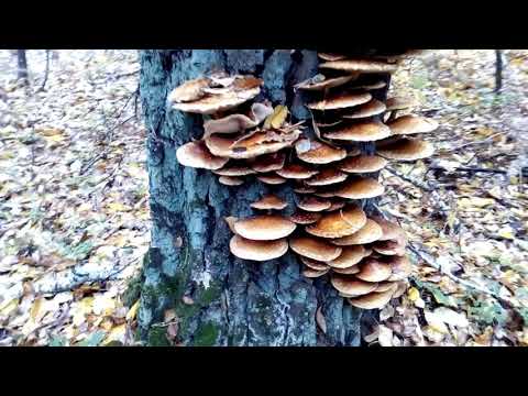 Чешуйчатка золотистая (королевский опенок)