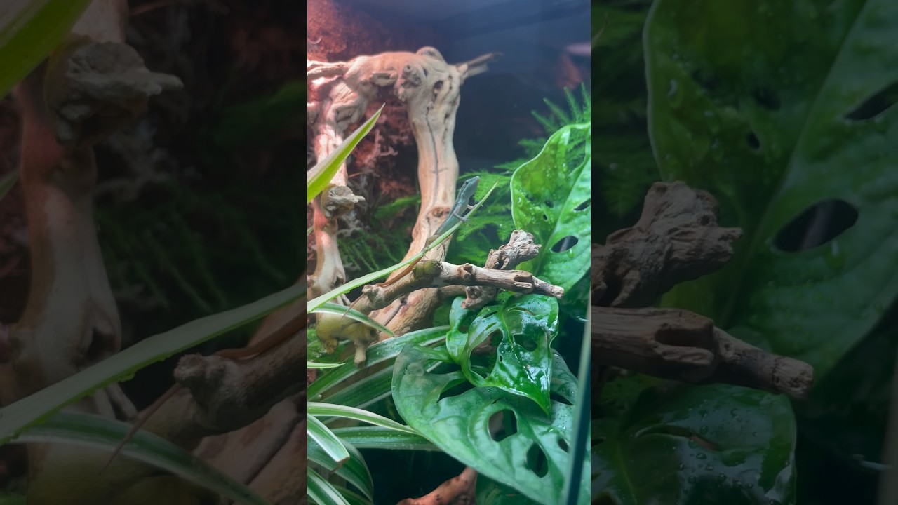 Newly hatched lizard’s first steps in her biome! 