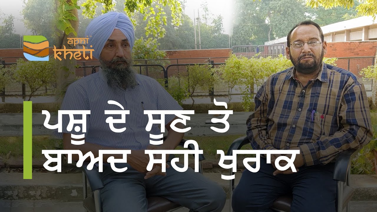 ਸੂਣ ਤੋ ਬਾਅਦ ਇਹ ਖੁਰਾਕ ਵਧਾਏਗੀ ਪਸ਼ੂ ਦਾ ਦੁੱਧ I After delivery, this diet will increase the animal milk