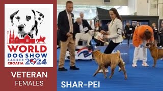 Chinese SHARPEI VETERAN females at World Dog Show Zagreb 2024 (Part 4)