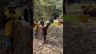 CARA PENANGKAPAN DURIAN