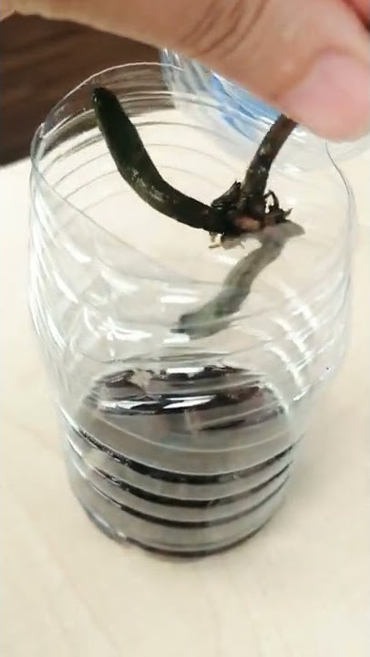 Köksüz orkide nasıl köklendirilir?