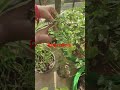red mirchi harvesting in my balcony garden plant #garden #ihavethisthingwithplants #gardenflowers