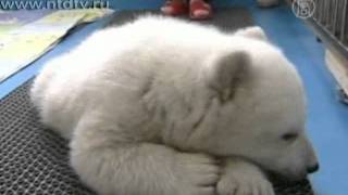 Белые медвежата-близнецы осваивают первые шаги(( http://ntdtv.ru ) Детенышей-близнецов белого медведя, которые родились в центре при Полярном Аквариуме в китайско..., 2011-12-29T13:33:17.000Z)