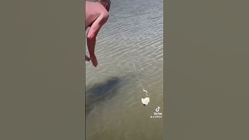 Dumb WAYS To Die😂 #funnyshorts #tiktok #sharethis