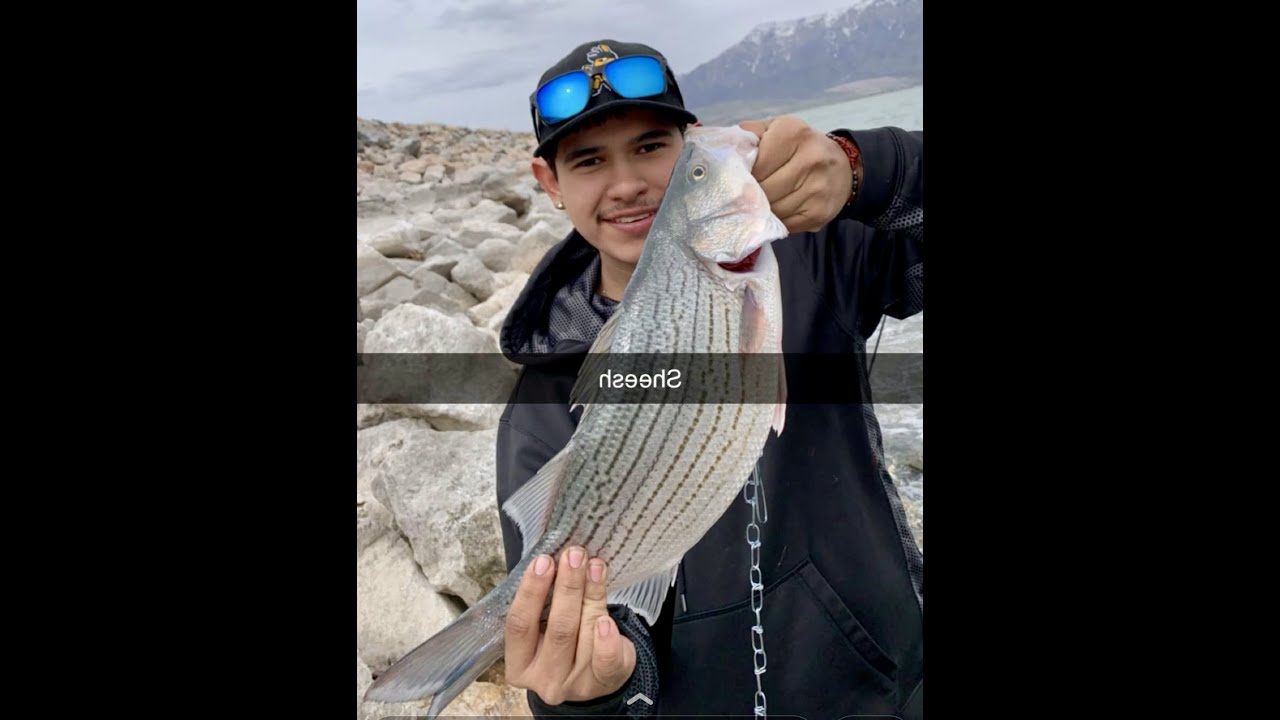 Fishing Willard Bay for Wipers YouTube