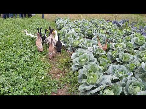 Videó: A puhatestűek salátát esznek: hogyan lehet csiga-/csigamentes salátanövényeket a kertben