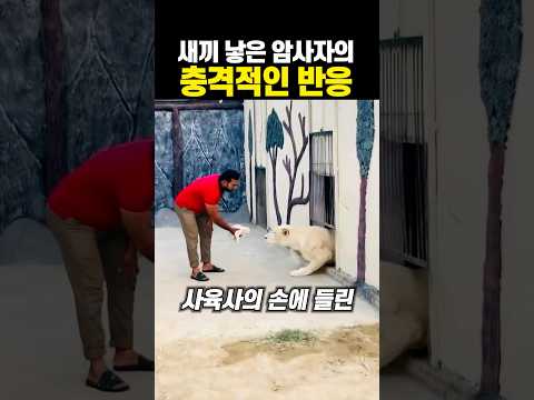 새끼 낳은 암사자의 충격적인 반응 ㄷㄷ thumbnail
