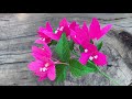 ABC TV | How To Make Lesser Bougainvillea Flowers With Crepe Paper - Craft Tutorial