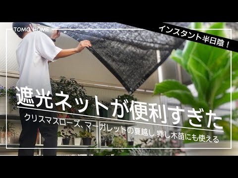 夏の温室を成功させる12の実践的コツ 私の経験から学んだ方法