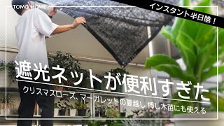 【夏越し】お花の暑さ対策・遮光ネットを設置したら良い感じ【マーガレット・クリスマスローズ】