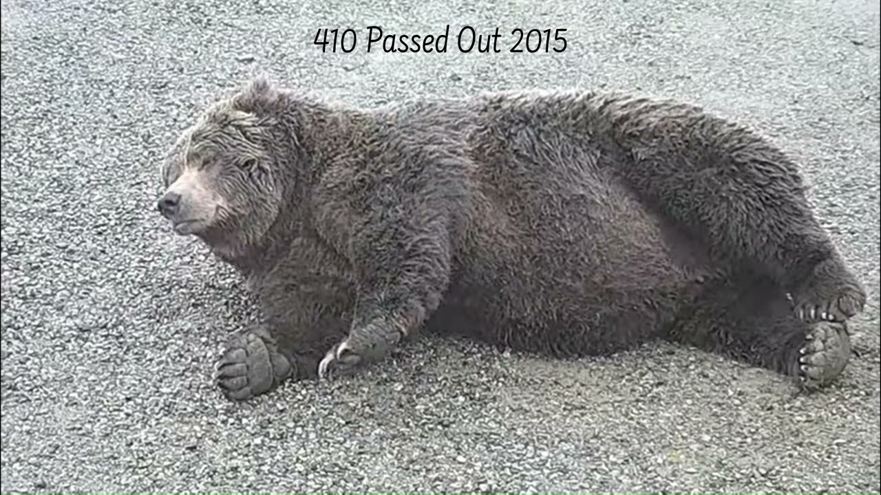 A Brooks Bears Salute to Jimmy Buffet...see description. Footage courtesy of Explore.org